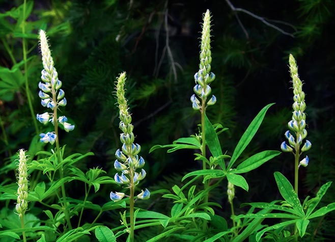 silvery lupine